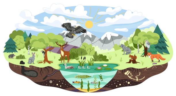 picture of the ecosystem