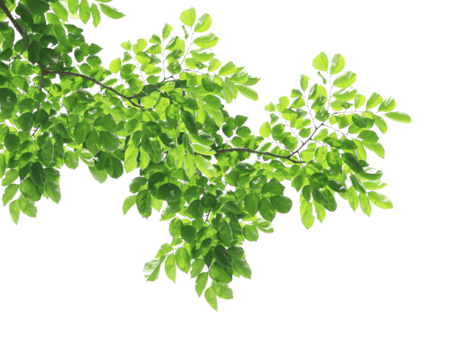 leaves